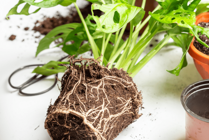 Do monstera like to be root bound? If it does become root bound, It can have several negative impacts on its overall health and growth.