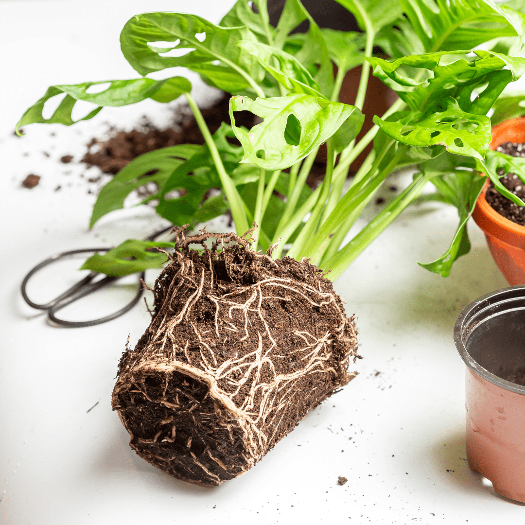 untangling and repotting a root bound plant in sphagnum moss + the