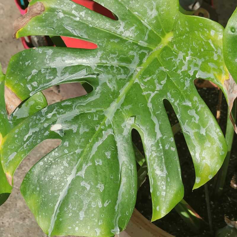 Regularly inspecting for white spots on monstera plants will allow you to intervene quickly and ensure their overall health and well-being.