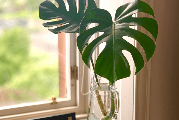 Have you ever wondered about growing Monstera in water, so you can enjoy the look of the roots too? Let's find out if this is successful.