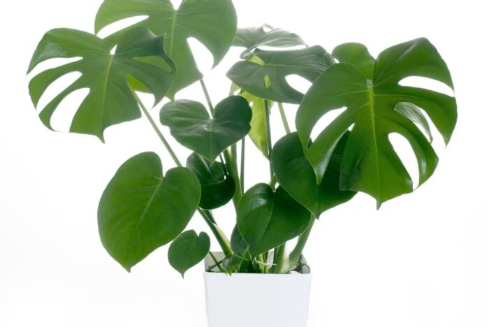 Weather changing? Worried your Monstera may not thrive? Read Monstera cold tolerance for expert tips that will keep it happy, healthy, and warm.