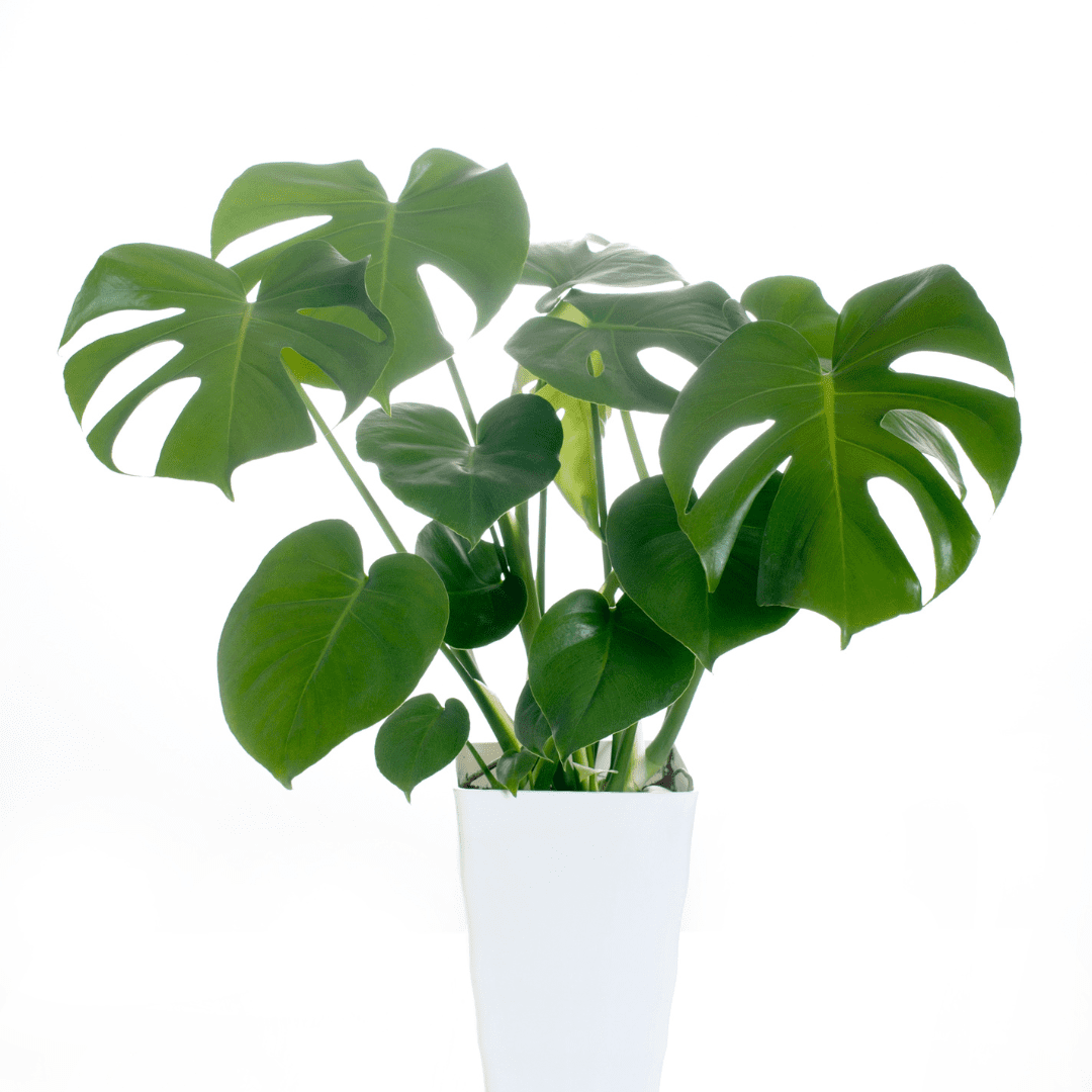 Weather changing? Worried your Monstera may not thrive? Read Monstera cold tolerance for expert tips that will keep it happy, healthy, and warm.